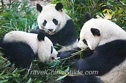 Giant Pandas