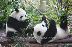 Giant Pandas