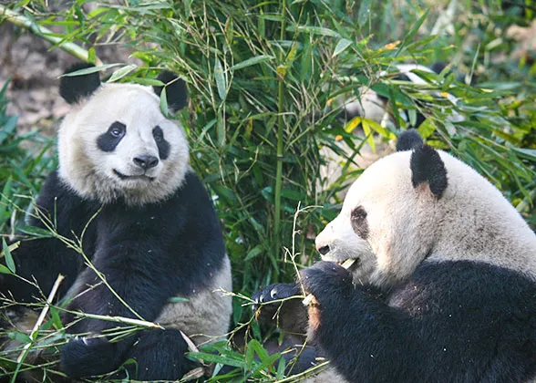 Cute giant pandas