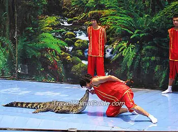 Crocodile Show