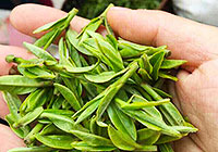 Fresh Longjing Tea in April