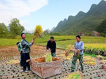 Celebrating Harvest