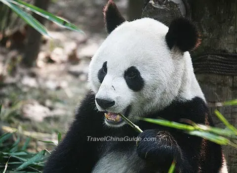 Home for Giant Pandas