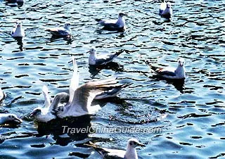 Green Lake Park, Kunming