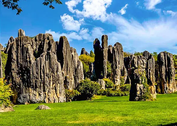 Stone Forest