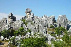Stone Forest