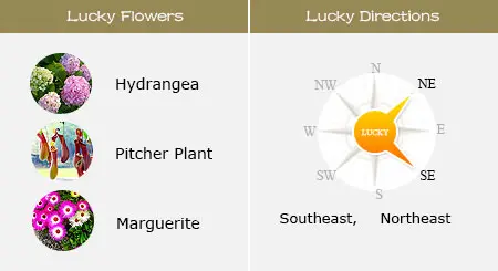 Lucky Flowers and Directions of Pig