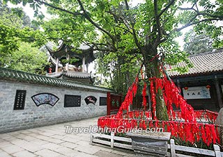 Ancient Saucer Magnolia Tree in Wuhou Temple