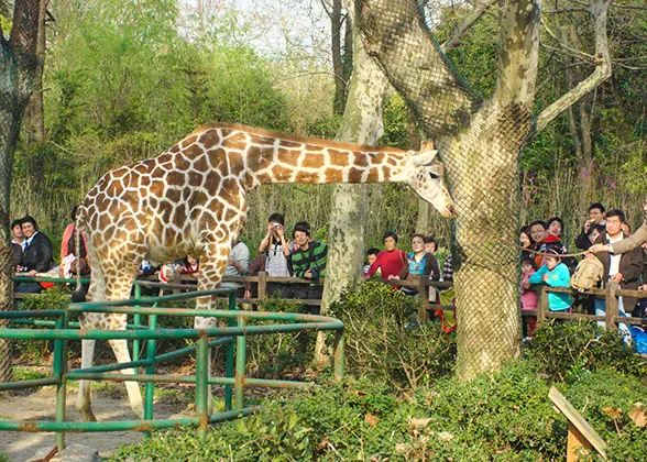 Shanghai Zoo