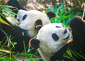 Giant Pandas