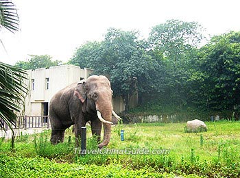 Elephant in Guangzhou Zoo