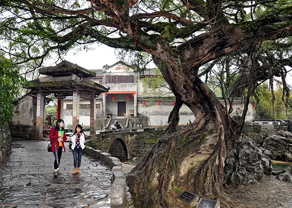 Big Banyan Tree Scenic Area