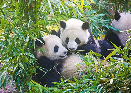 Dujiangyan Panda Base