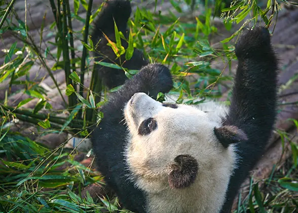 Dujiangyan Panda Valley