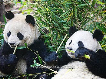 Pandas in Guangzhou Zoo