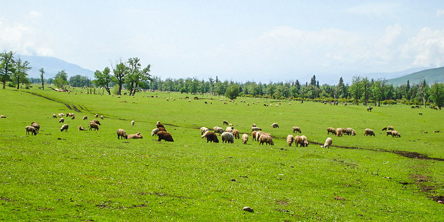 Kangxi Grassland