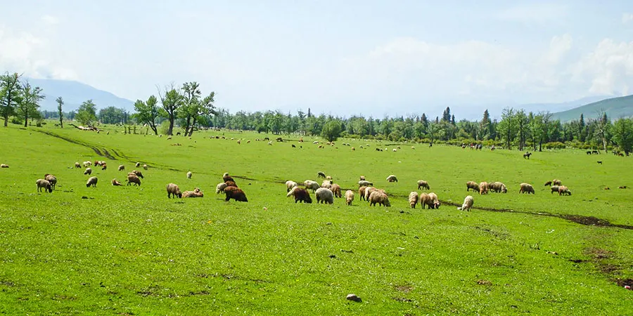 Kangxi Grassland