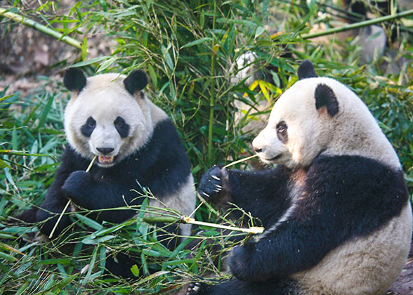 Pandas in Shanghai Zoo