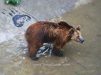 Bear in Safari Park