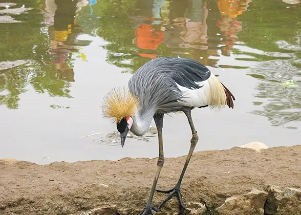 Chengdu Zoo