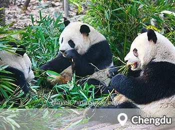 Pandas, Chengdu