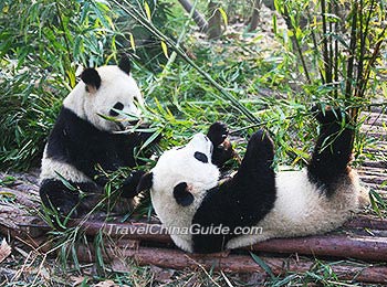 Pandas in Chengdu Zoo