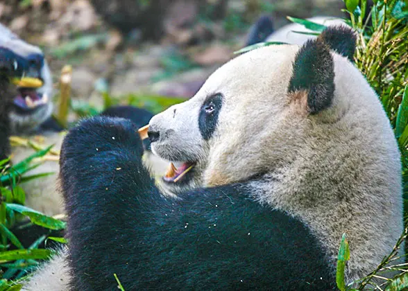 Pandas in Chengdu Zoo