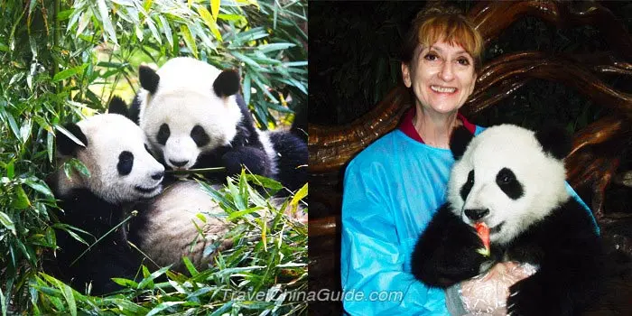 Giant Pandas in Chengdu