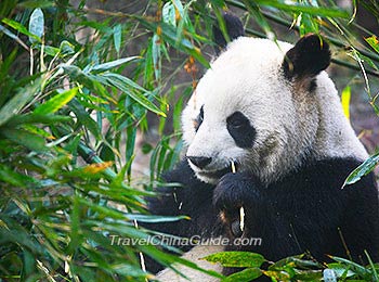 Panda in Guilin Zoo