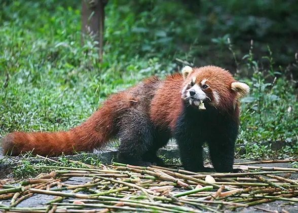 Panda in Guilin Zoo