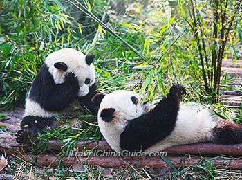 Cute Pandas in Guilin Zoo