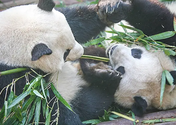 Cute Pandas in Guilin Zoo