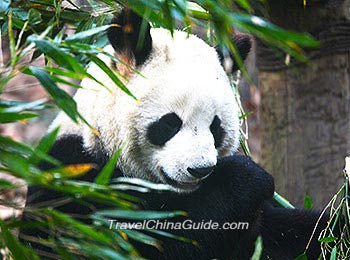 Panda in Hangzou Zoo