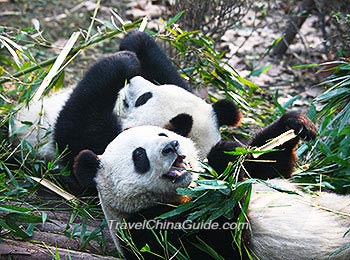 Pandas in Hangzhou Zoo