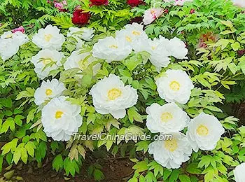 White Peonies