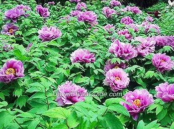 Peonies in April of Luoyang