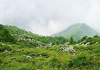 Wutong Mountain