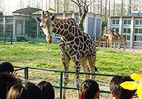 Shanghai Wild Animal Park