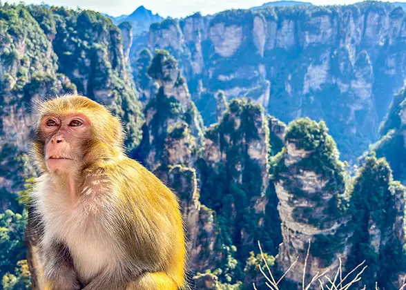 Monkey in Yuanjiajie