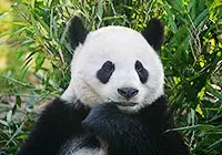 Chengdu Panda Base