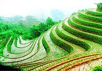 Dragon's Backbone Rice Terraces