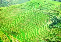 Dragon's Backbone Rice Terraces