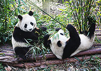 Hangzhou Zoo