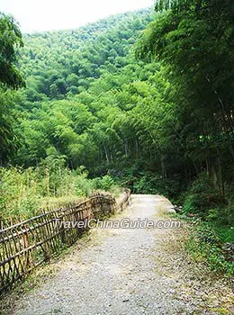 Shunan Bamboo Sea