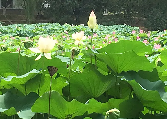 Lotus Festival