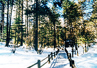 Spruce Plateau