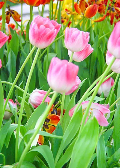 Beijing Botanical Garden Opening Hours Best Visiting Time