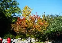 Fragrant Hills Park in October