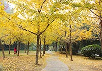 Ginkgo Forest of Haiyang Town