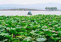 West Lake in Summer